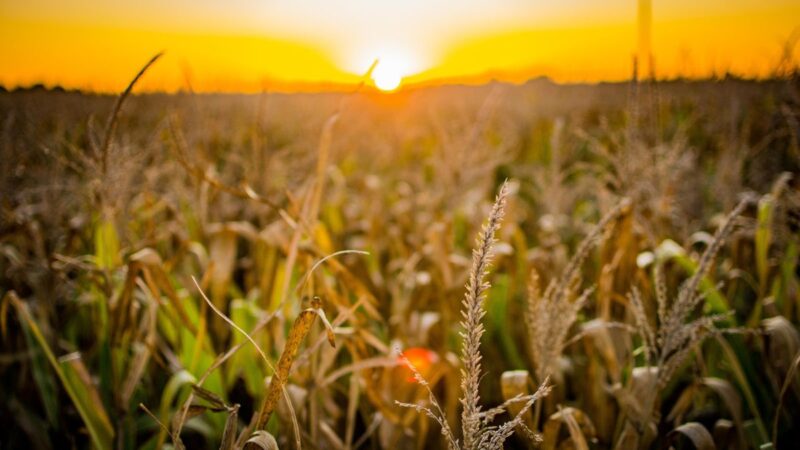 Supersafra do agro em 2023 deve injetar mais de R$ 1 tri na economia brasileira